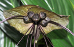 Tacca chantrieri | Bat Flower | Cats Whiskers | Devil Flower 20_Seeds