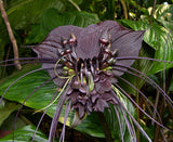 Tacca chantrieri | Bat Flower | Cats Whiskers | Devil Flower 20_Seeds
