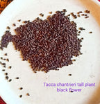 Tacca chantrieri Tall Giant | 5_Seeds