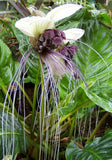 Tacca integrifolia | White Bat Flower | 20_Seeds