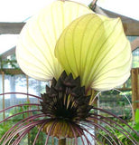 Tacca chantrieri White | Nivea | Bat Head Flower  Lily | 20_Seeds