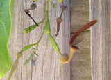 Aristolochia tagala | Indian Birthwort | 50_Seeds