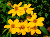 Tagetes lemmonii | Shrub Marigold | Mexican Bush | Mount Lemmon | 20_Seeds