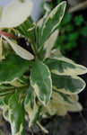 Talinum paniculatum | Jewels Opar | Fame Flower | 20_Seeds