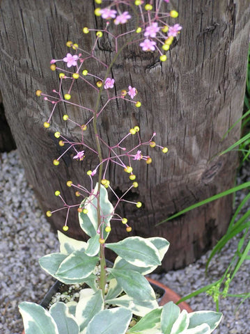 Talinum paniculatum | Jewels Opar | Fame Flower | 20_Seeds
