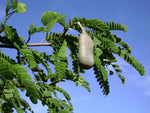 Tamarindus indica | Tamarind Tree | 10_Seeds