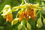Tamarindus indica | Tamarind Tree | 10_Seeds