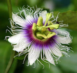 Passiflora edulis Tango | 5_Seeds