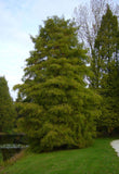 Taxodium distichum | Deciduous Cypress | 10_Seeds