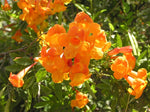 Tecoma stans Orange Jubilee | Trumpet Bush | 5_seeds