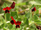 Tetragonolobus purpureus | Asparagus Square Podded Pea | Winged Lotus | 5_Seeds