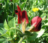 Tetragonolobus purpureus | Asparagus Square Podded Pea | Winged Lotus | 5_Seeds