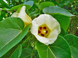 Thespesia populnea | Portia Tree | Aden Apple | Indian Tulip | Milo | 5_Seeds