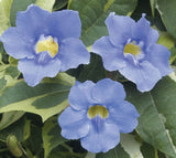 Thunbergia grandiflora Blue | Sky Bengal Clock Vine | 5_Seeds
