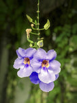 Thunbergia grandiflora Blue | Sky Bengal Clock Vine | 5_Seeds