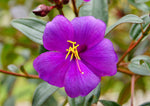 Tibouchina lepidota | Andean Princess Flower | Glory Bush | Lasiandra| 100_Seeds