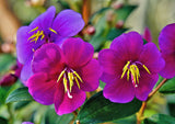 Tibouchina lepidota | Andean Princess Flower | Glory Bush | Lasiandra| 100_Seeds