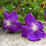 Tibouchina urvilleana | Glory Bush | Lasiandra | Princess Flower | 1000_Seeds