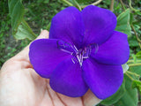 Tibouchina urvilleana | Glory Bush | Lasiandra | Princess Flower | 1000_Seeds