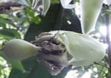Passiflora tiliifolia | 10_Seeds