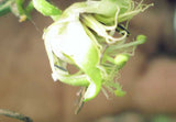 Passiflora Tiny Star | 10_Seeds