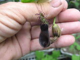 Aristolochia tiracambu #2 | 10_Seeds