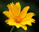 Tithonia diversifolia | Mexican Bolivian Sunflower | Marigold Tree | 20_Seeds