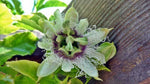 Passiflora edulis Toms special | 20_Seeds