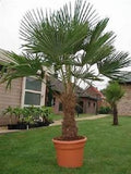 Trachycarpus fortunei | Chinese Windmill Palm | Chusan | 10_Seeds