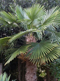 Trachycarpus fortunei | Chinese Windmill Palm | Chusan | 10_Seeds
