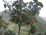 Cyphomandra betacea |  Tamarillo | Tree Tomato| 10_seeds