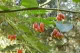 Cyphomandra betacea |  Tamarillo | Tree Tomato| 10_seeds