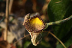 Aristolochia triangularis | 20_Seeds