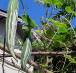 Trichosanthes cucumerina Anguina | Short Snake Gourd | 5_Seeds