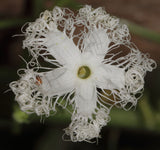 Trichosanthes lepiniana | Snake Gourd | 5_Seeds