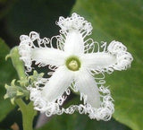 Trichosanthes lepiniana | Snake Gourd | 5_Seeds
