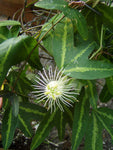 Passiflora tricuspis | 20_Seeds
