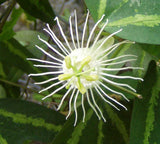 Passiflora tricuspis | 20_Seeds
