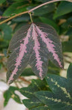 Passiflora trifasciata | Tri-colored Passion Vine | 20_Seeds