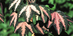 Passiflora trifasciata | Tri-colored Passion Vine | 20_Seeds