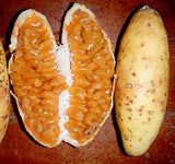 Passiflora tripartita | Tacso | Tumbo | Curuba | Banana Poka | 10_Seeds