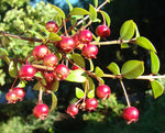 Ugni molinae | Chilean Guava | Strawberry Myrtle | 10_Seeds