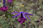 Passiflora umbilicata | 5_Seeds