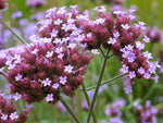 Verbena bonariensis | Purpletop Tall Vervain | Clustertop | 200_Seeds