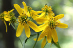 Verbesina occidentalis | Yellow Wingstem | Crown-Beard | 20_Seeds