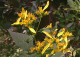 Verbesina occidentalis | Yellow Wingstem | Crown-Beard | 20_Seeds