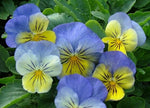Viola x wittrockiana | Garden & Ultima Morpho Pansy | 10_Seeds