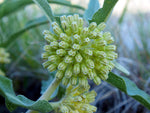 Asclepias viridiflora | Green Comet Milkweed | 10_Seeds