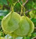 Ptelea trifoliata | Hoptree | Stinking Ash | Wafer Ash | 20_Seeds