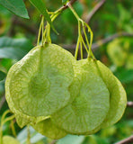 Ptelea trifoliata | Hoptree | Stinking Ash | Wafer Ash | 20_Seeds